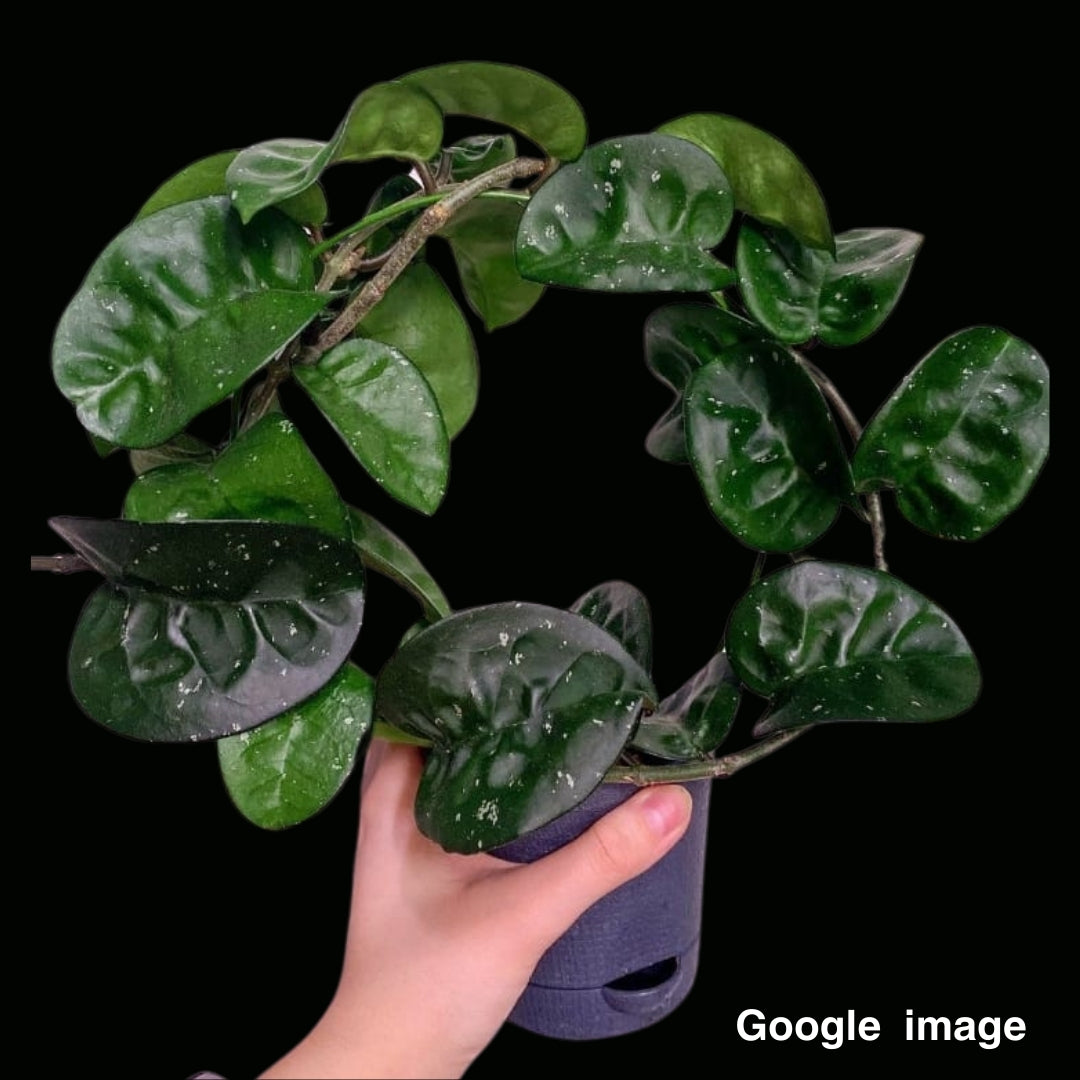 Hoya Carnosa Krinkle 8 Large (PRE-ORDER)-JULY064