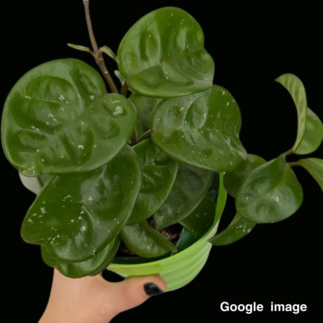 Hoya Carnosa Krinkle 8 Large (PRE-ORDER)-JULY064