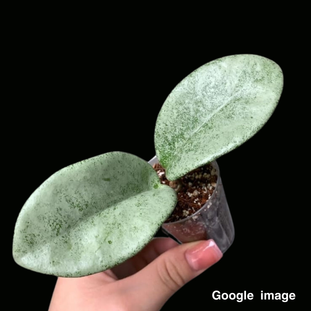 Hoya Carnosa Nova ghost Medium-Large (PRE-ORDER)-JULY065