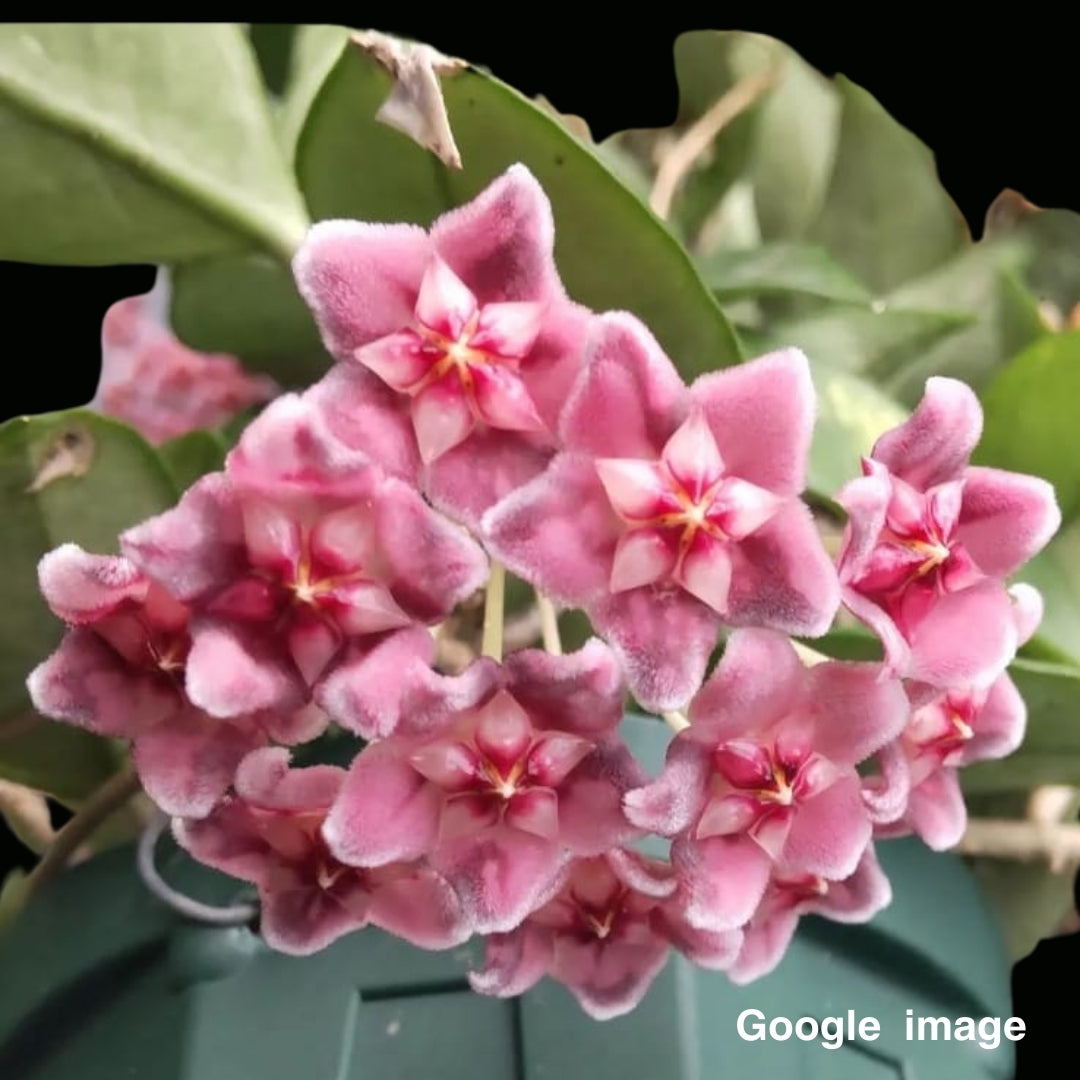 Hoya Carnosa Pink Big Flower Large (PRE-ORDER)-JULY066