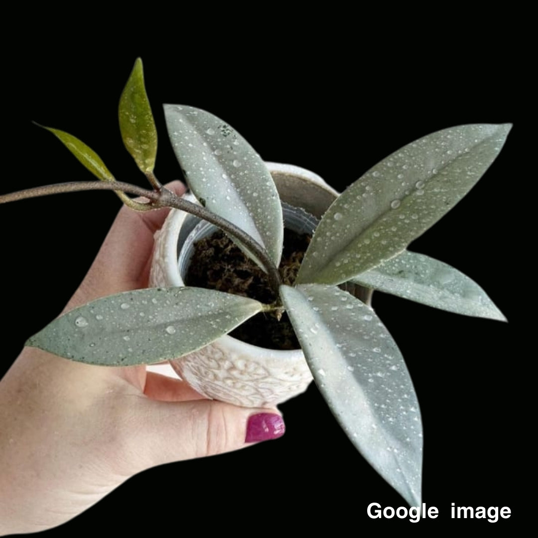 Hoya Carnosa Wilbur Graves Silver Medium (PRE-ORDER)-JULY067