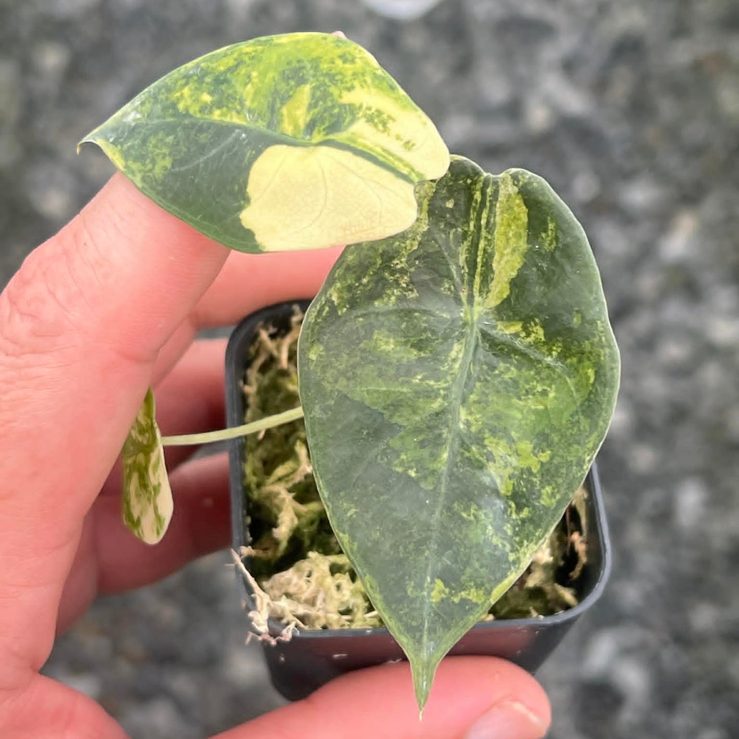Alocasia Sedenii Aurea C - Pre Order