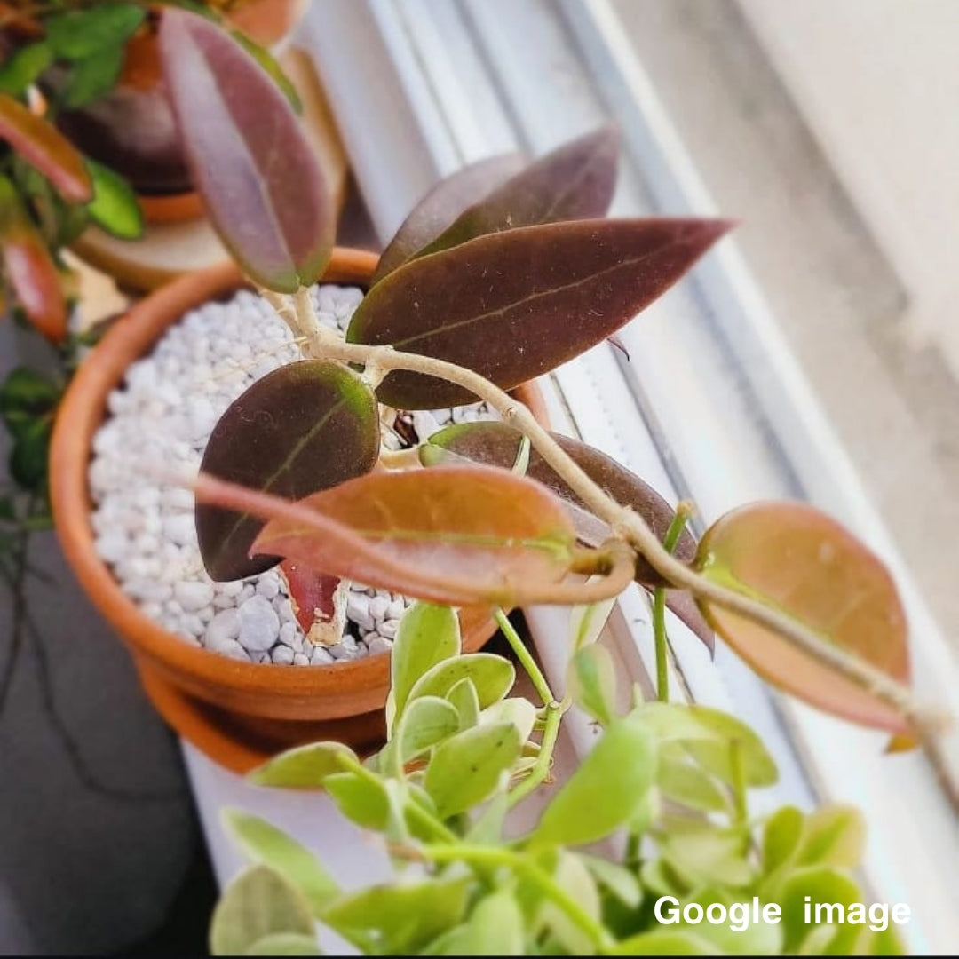 Hoya Acuta Red Leaves (Large) PRE-ORDER-JULY006