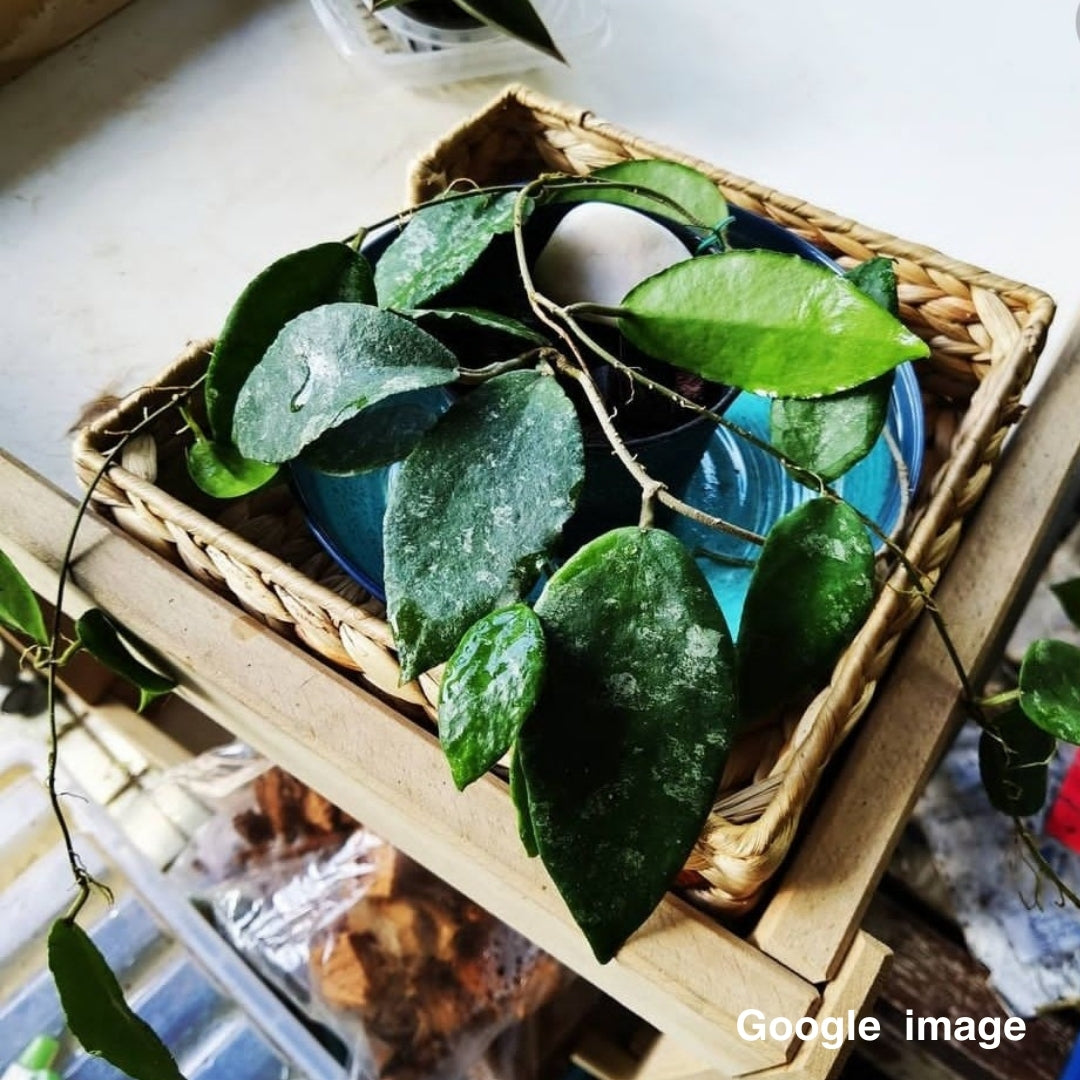 Hoya Caudata Big Green Leaves Large (PRE-ORDER)-JULY070