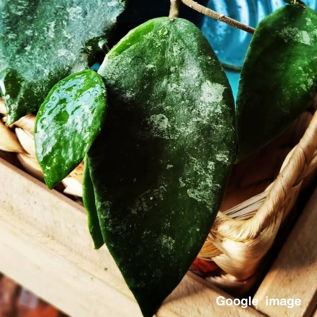 Hoya Caudata Big Green Leaves Large (PRE-ORDER)-JULY070