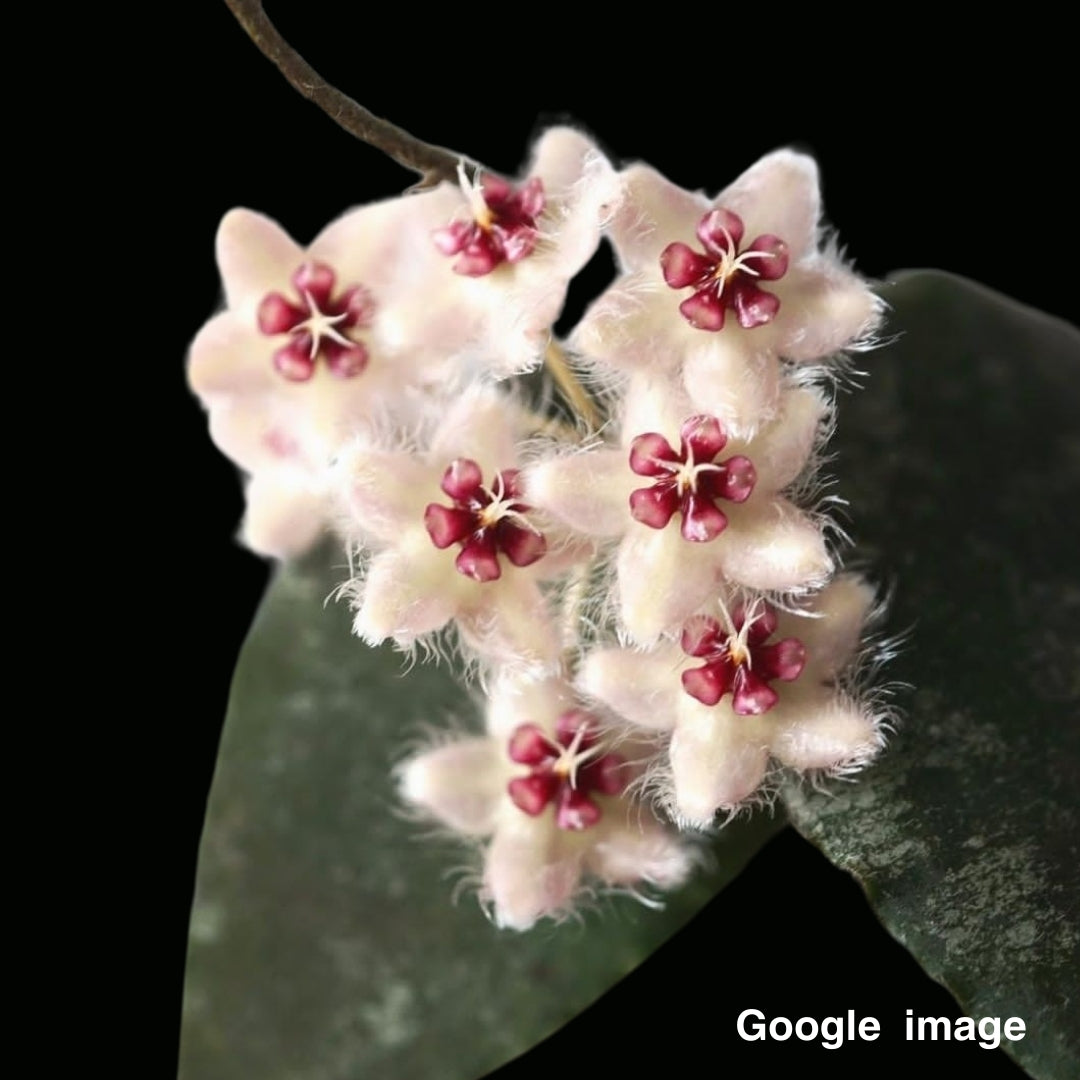 Hoya Caudata Big Green Leaves Large (PRE-ORDER)-JULY070