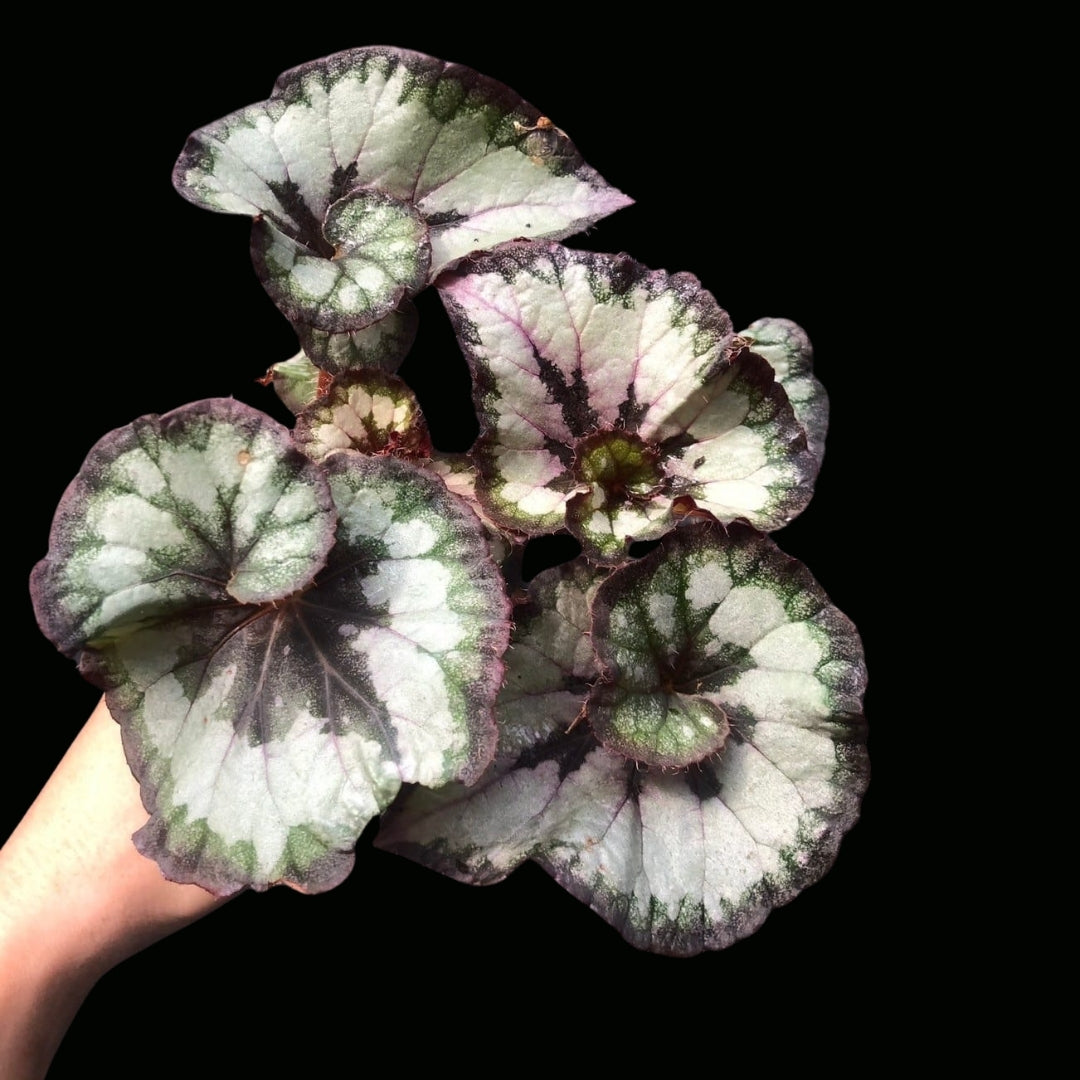 Begonia HB. Rose (PRE-ORDER)-JUL071