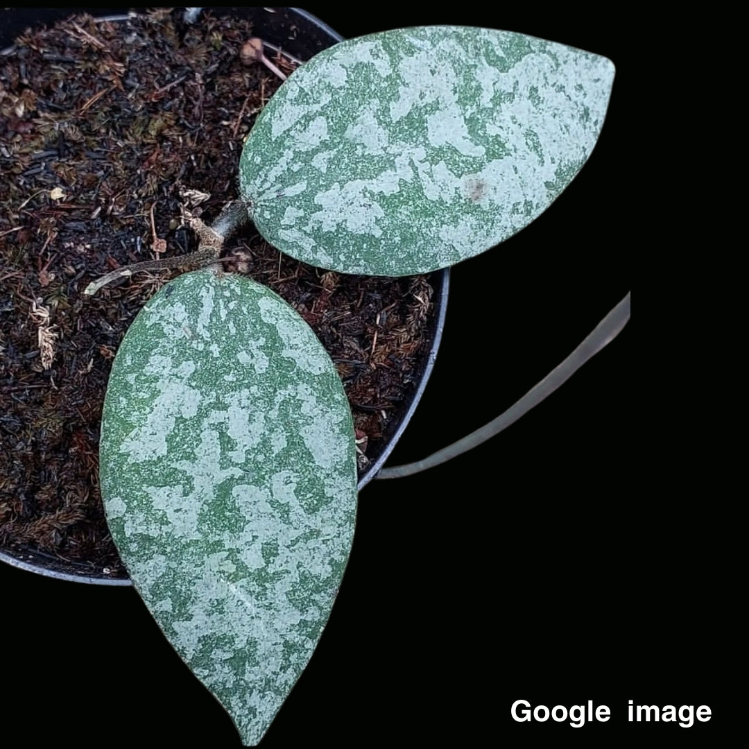 Hoya Caudata splash & silver Large (PRE-ORDER)-JULY071