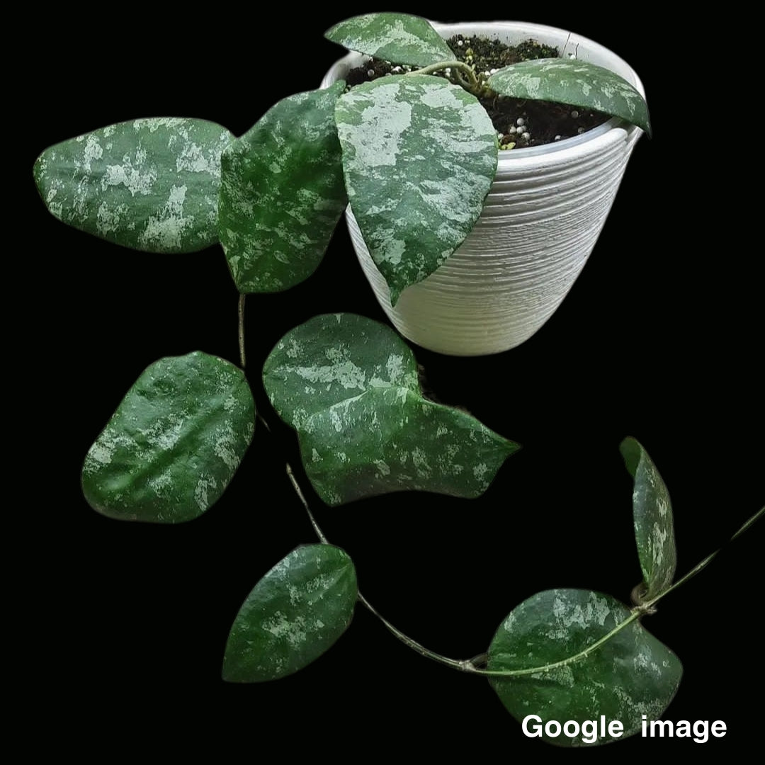 Hoya Caudata splash & silver Large (PRE-ORDER)-JULY071