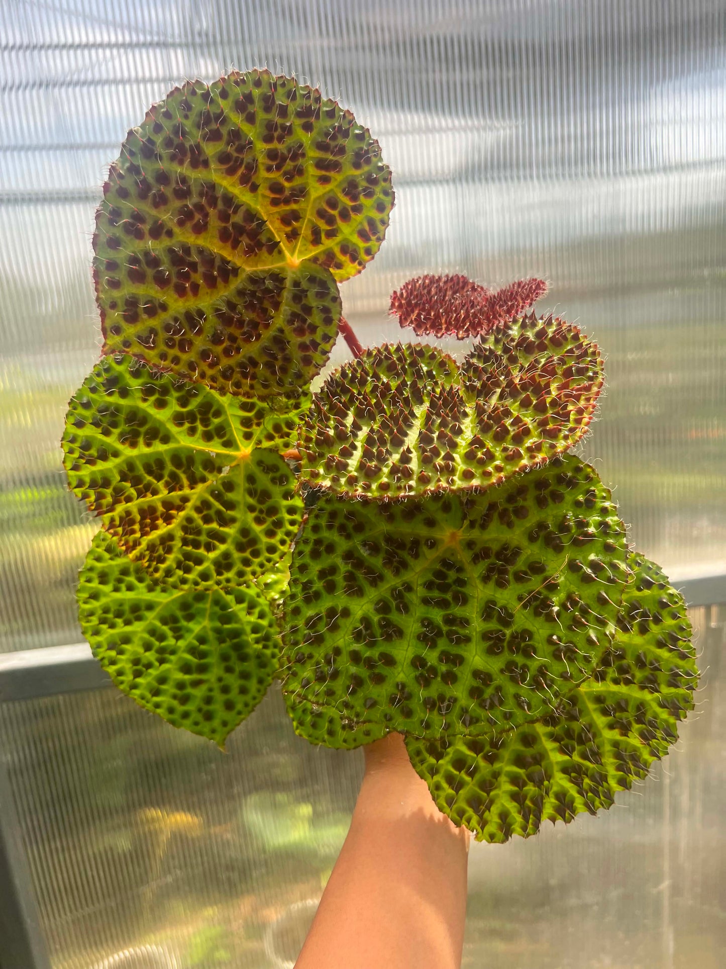 Begonia Hybrid A1 - Pre Order