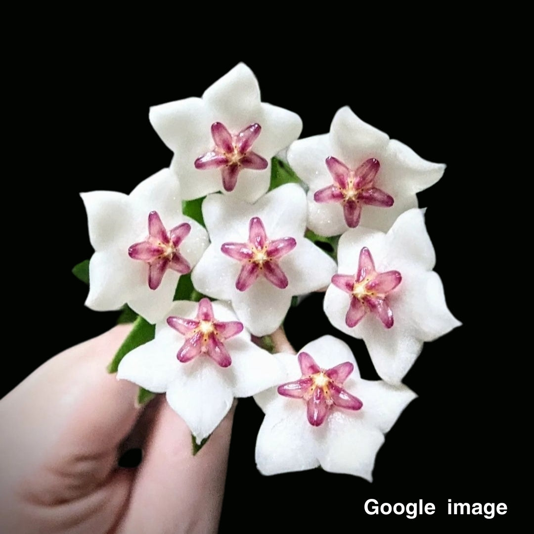 Hoya Chinghungensis (Large) PRE-ORDER-JULY111