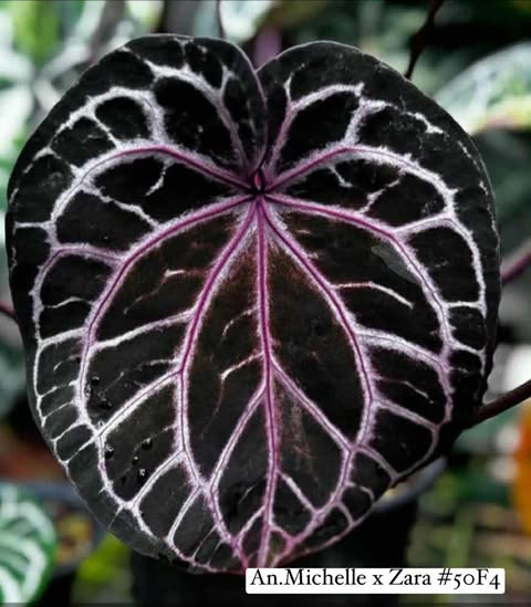 Anthurium (Michelle x Zara No.75) x (Michelle x Zara #50F4)