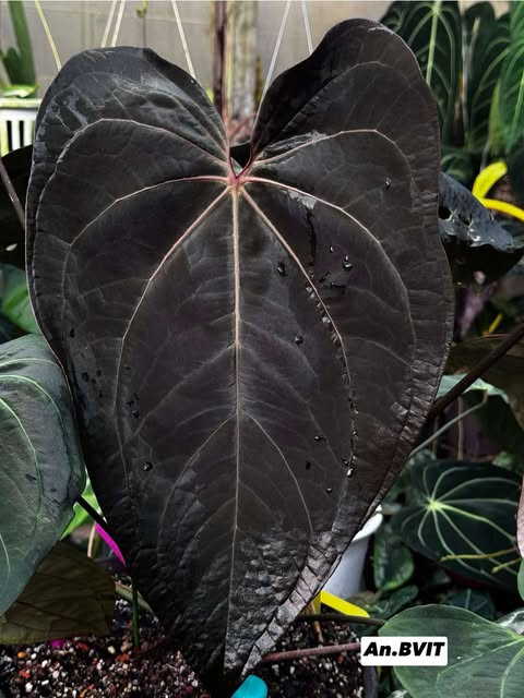 Anthurium BVIT x Self
