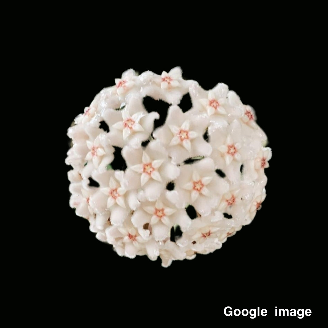 Hoya Chouke Large (PRE-ORDER)-JULY075