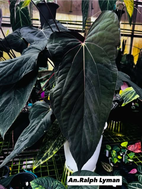 Anthurium BVEP (Scott Cohen) x RL