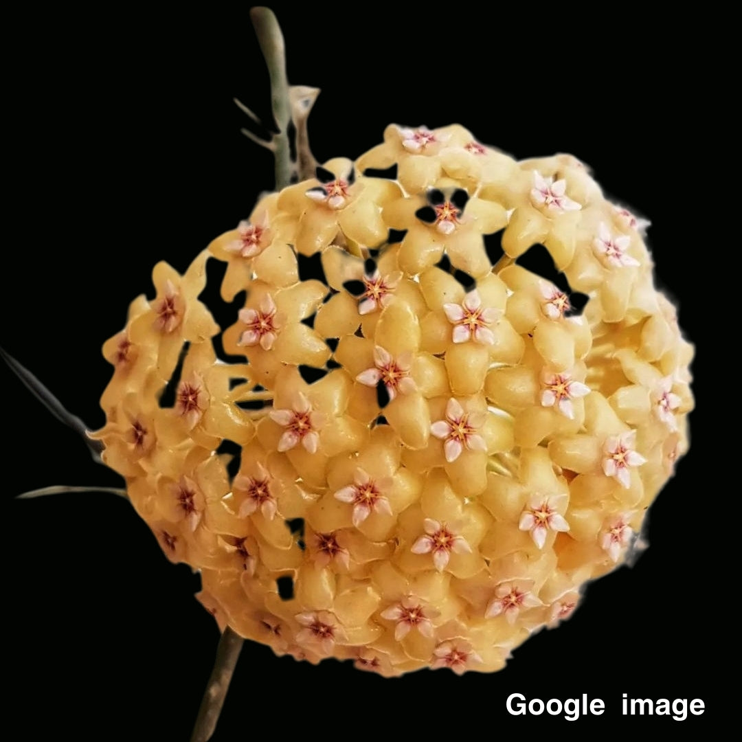 Hoya Chuniana Large (PRE-ORDER)-JULY076