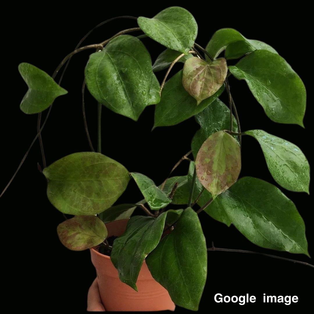 Hoya Chuniana Large (PRE-ORDER)-JULY076