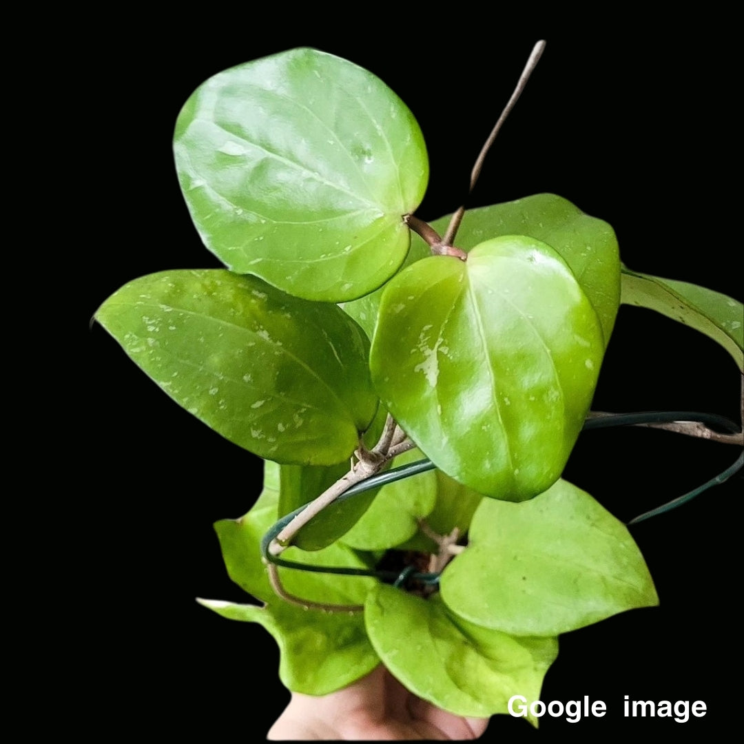 Hoya Chuniana Large (PRE-ORDER)-JULY076
