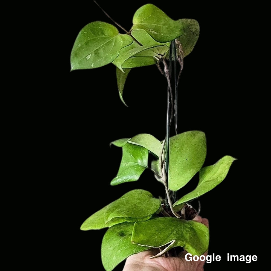 Hoya Chuniana Large (PRE-ORDER)-JULY076