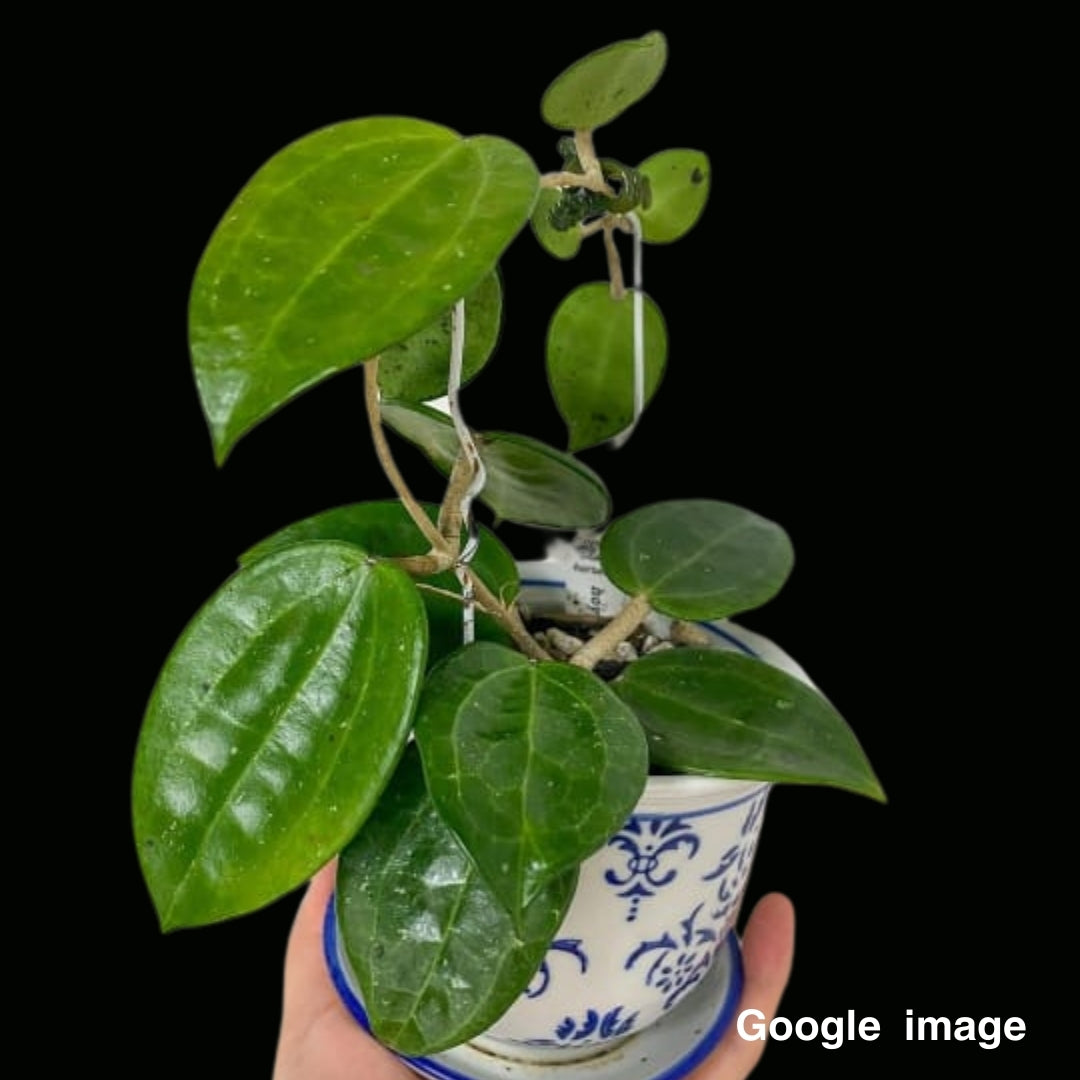 Hoya Cinnamomifolia Var Cinnamomifolia (PRE-ORDER)-JULY078