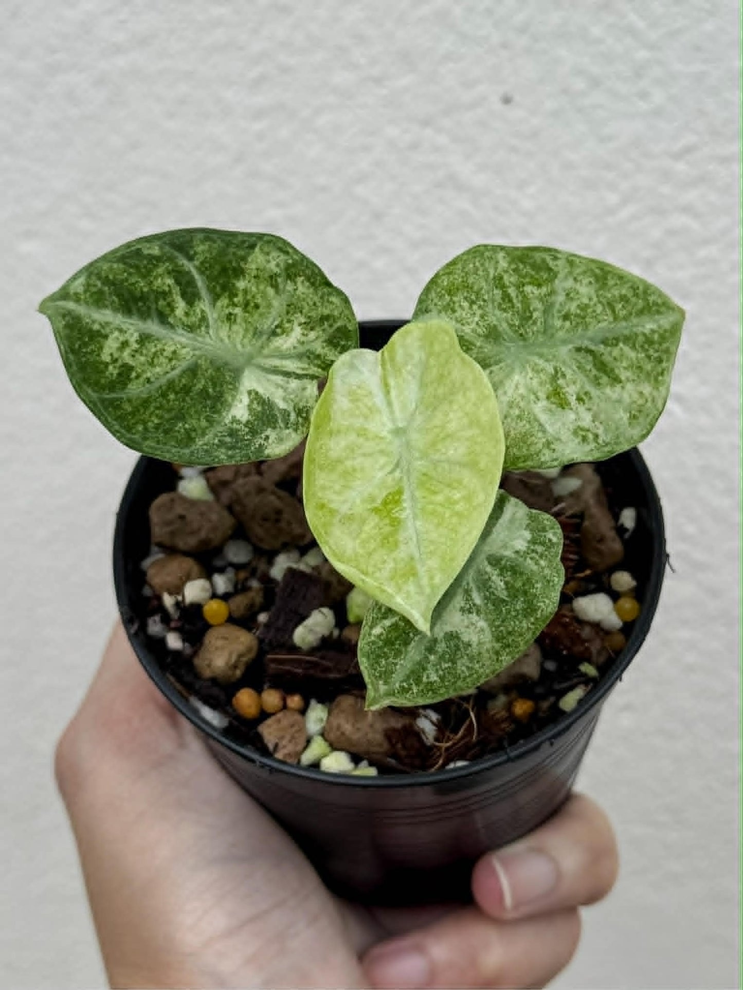 Alocasia Ninja Splash - Pre Order