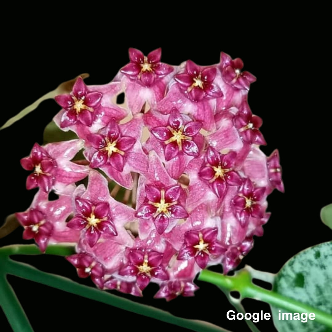 Hoya Cinnamomifolia Var Purpureofusca Large (PRE-ORDER)-JULY080
