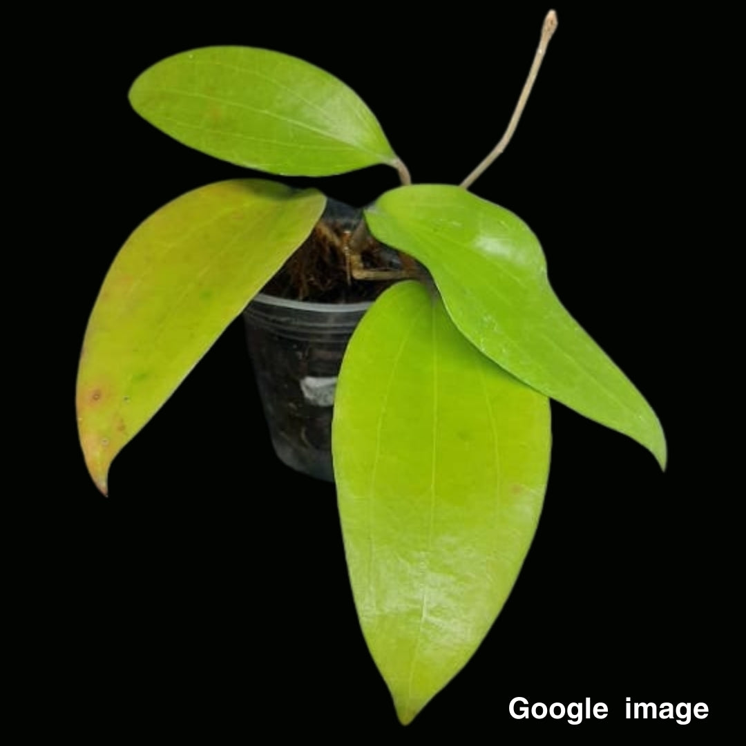 Hoya Cinnamomifolia Var Purpureofusca Large (PRE-ORDER)-JULY080