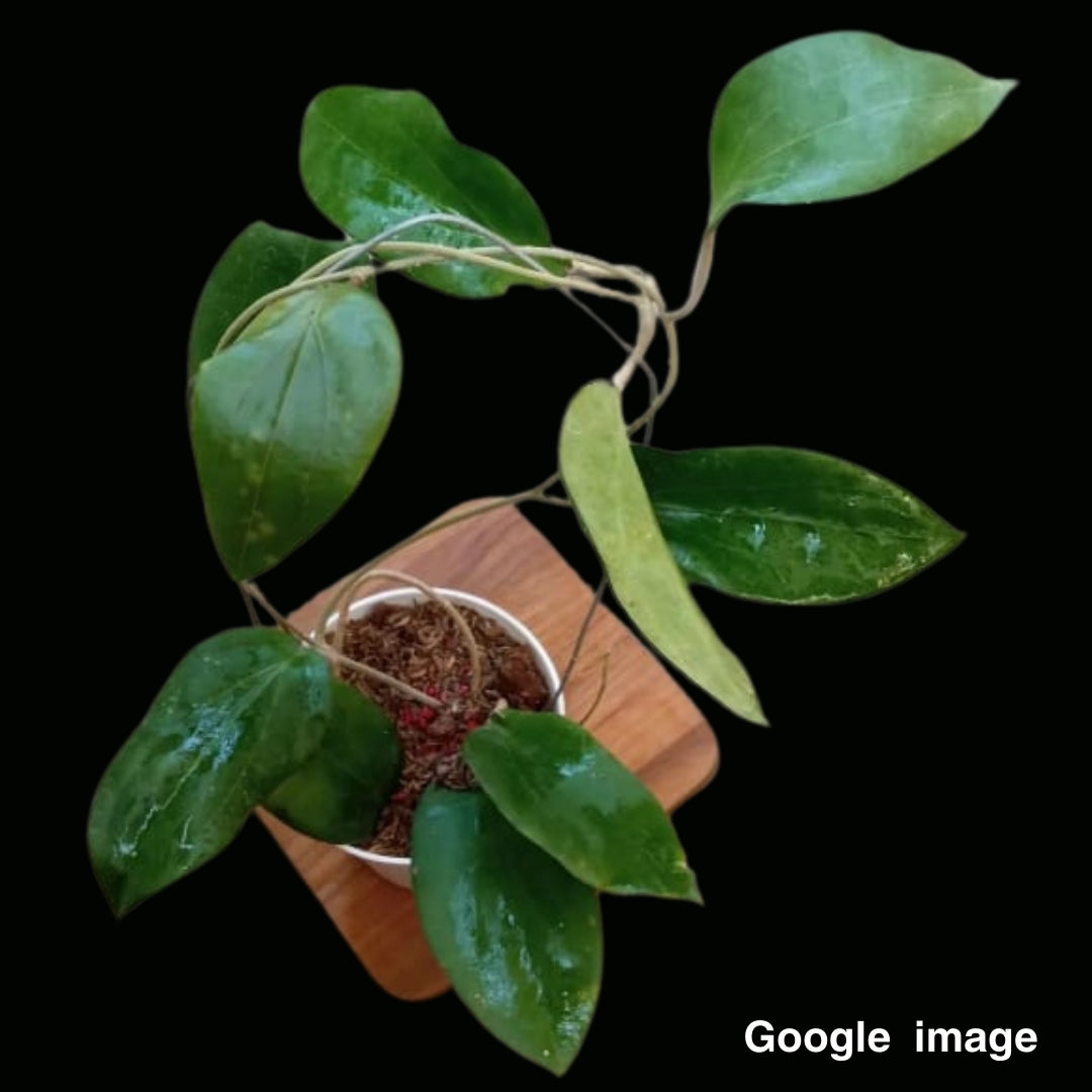 Hoya Cinnamomifolia Var Purpureofusca Large (PRE-ORDER)-JULY080