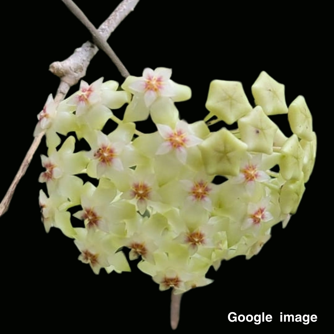 Hoya Citrina IML 0734 Large (PRE-ORDER)-JULY081