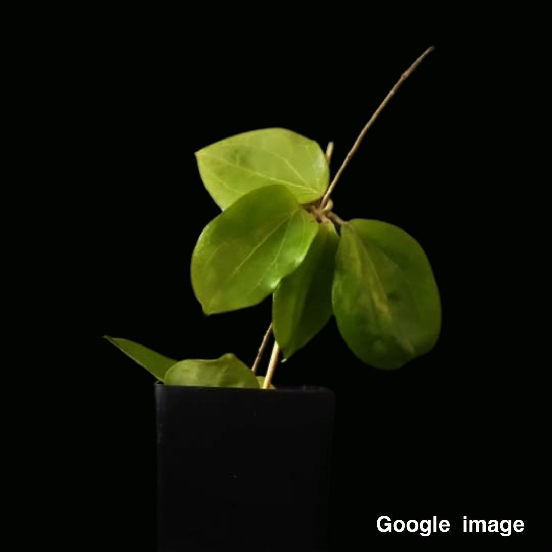 Hoya Citrina IML 0734 Large (PRE-ORDER)-JULY081