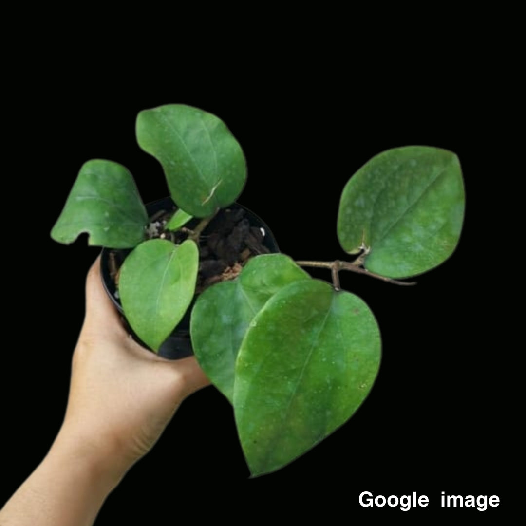 Hoya Citrina IML 0734 Large (PRE-ORDER)-JULY081