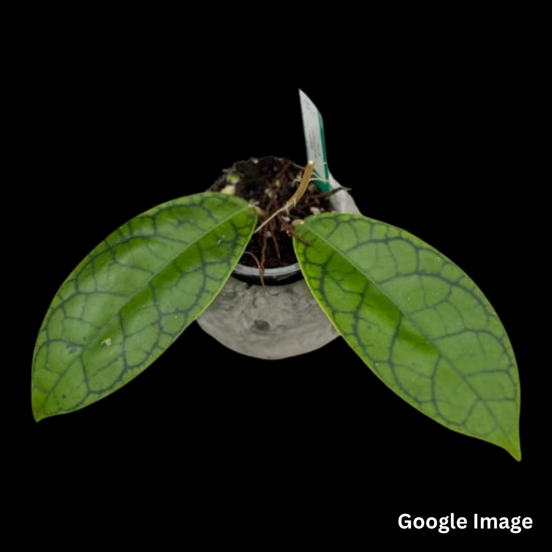 Hoya Callistophylla Lek009 (Large) PRE-ORDER-JULY82