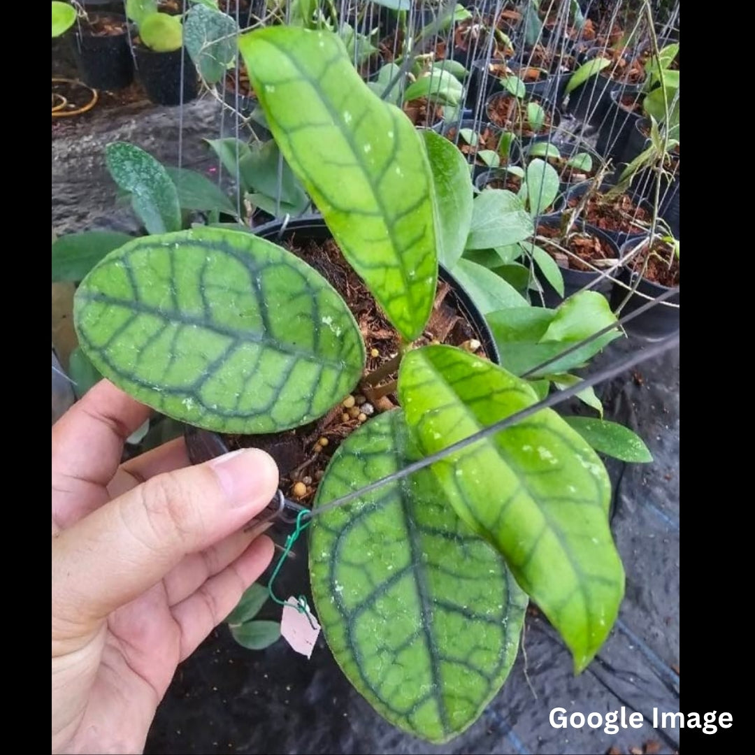 Hoya Callistophylla Lek009 (Large) PRE-ORDER-JULY82