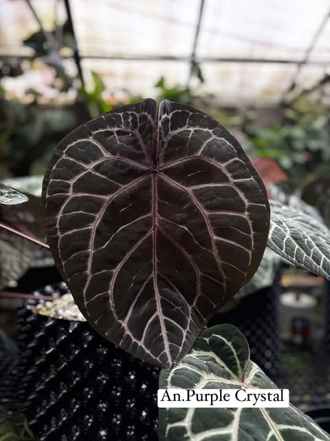 Anthurium (Michelle x Zara No.62) x Purple Crystal