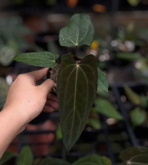 Anthurium RL x Carlablackiae AU #1