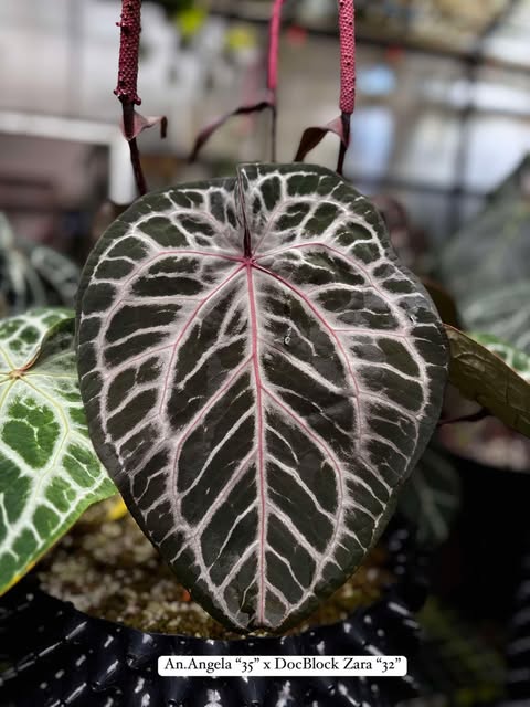 Anthurium (Michelle x Zara No.75) x Angela HB