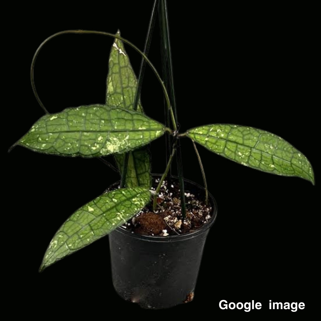 Hoya Clemensiorum Black Splash (Medium) PRE-ORDER-JULY125