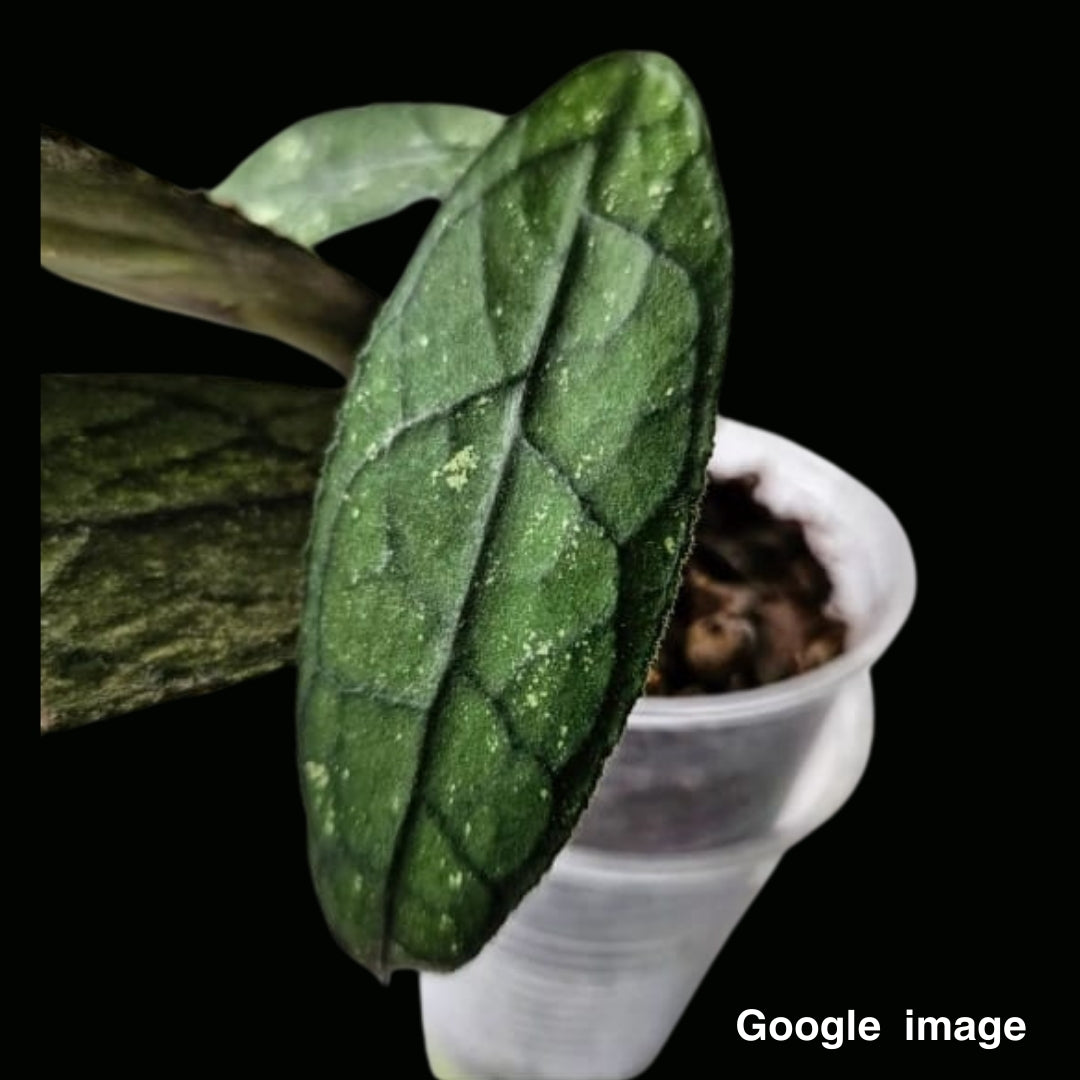 Hoya Clemensiorum Black Splash (Medium) PRE-ORDER-JULY125