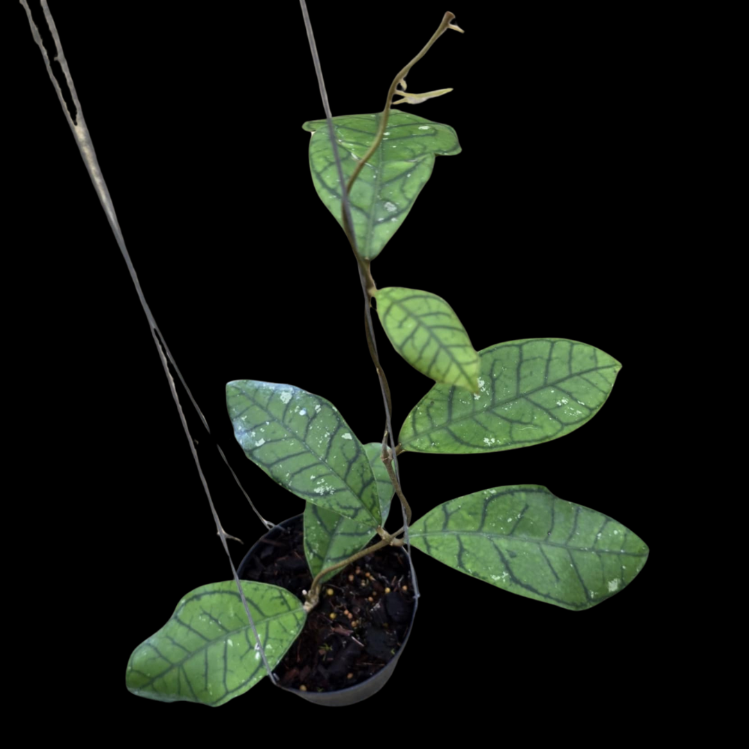 Hoya Callistophylla VENA Clone (Medium) PRE-ORDER-JULY84 – Fuzzy Roots