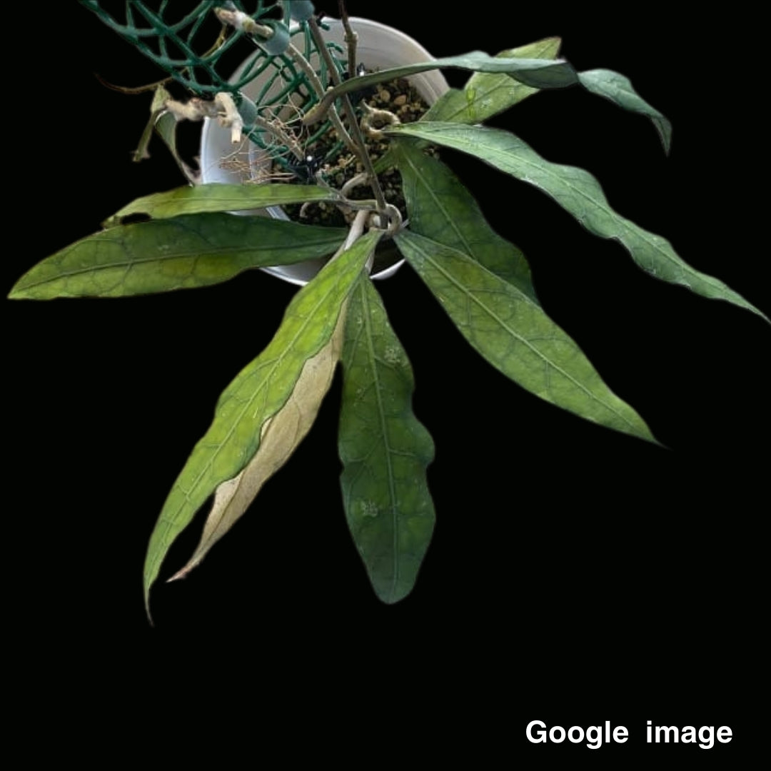 Hoya Clemensiorum Long Leaves (Medium) PRE-ORDER-JULY129