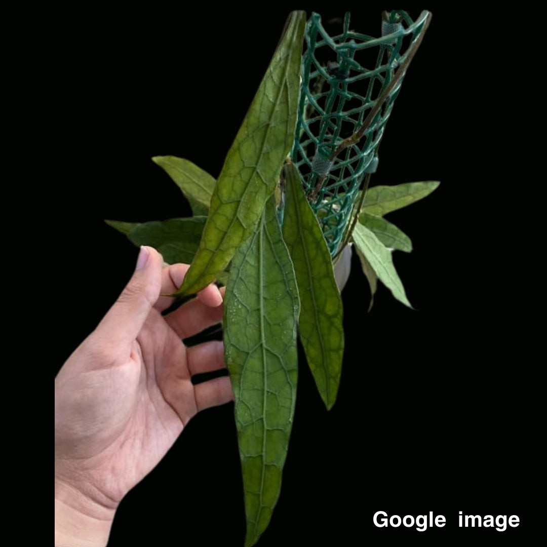 Hoya Clemensiorum Long Leaves (Medium) PRE-ORDER-JULY129