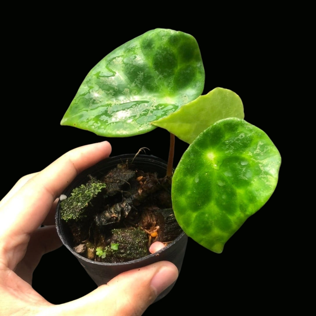 Begonia Kingiana (PRE-ORDER)-JUL085