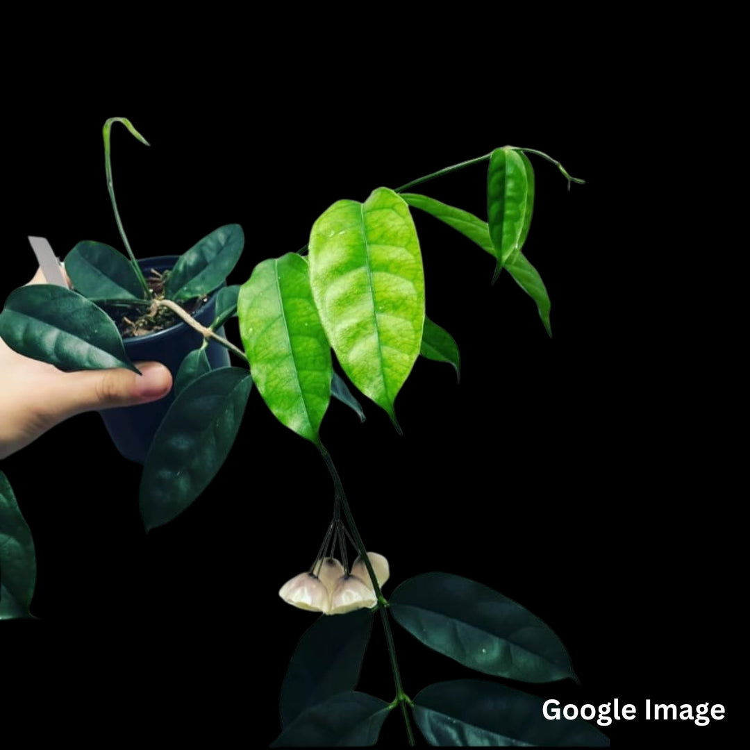 Hoya Campanulata (Large) PRE-ORDER-JULY087