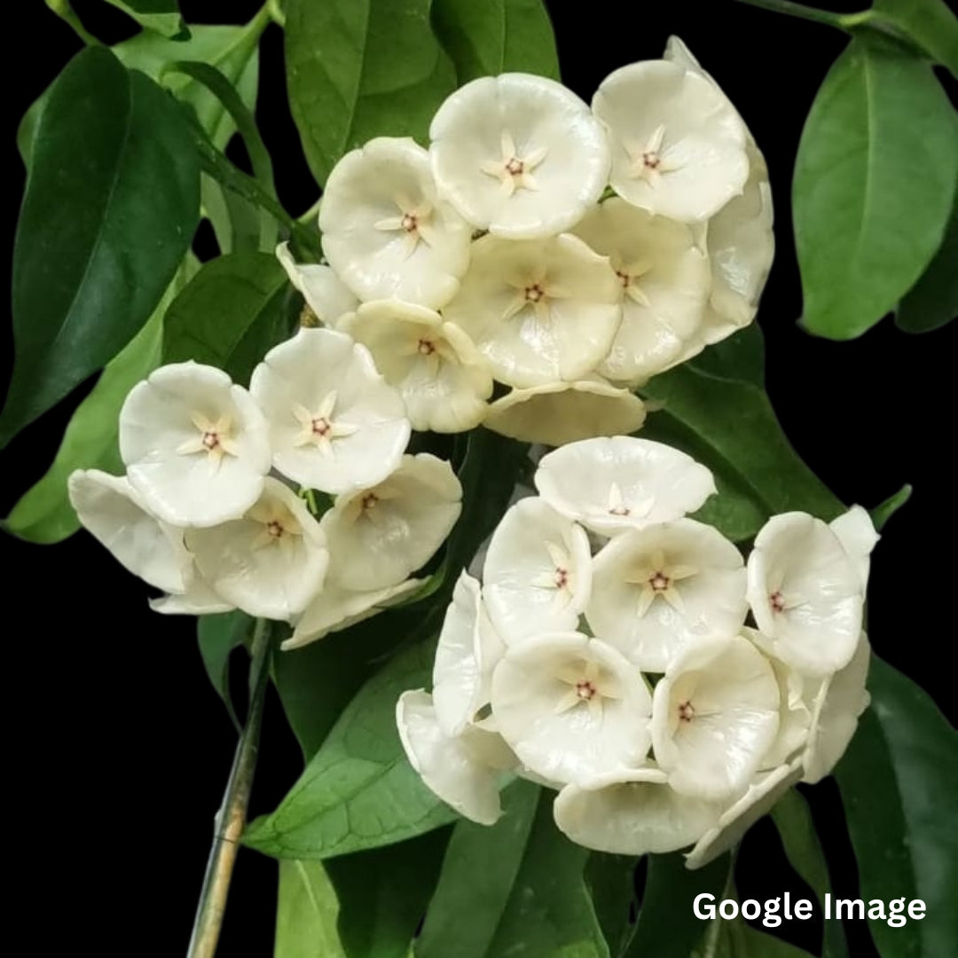 Hoya Campanulata (Large) PRE-ORDER-JULY087