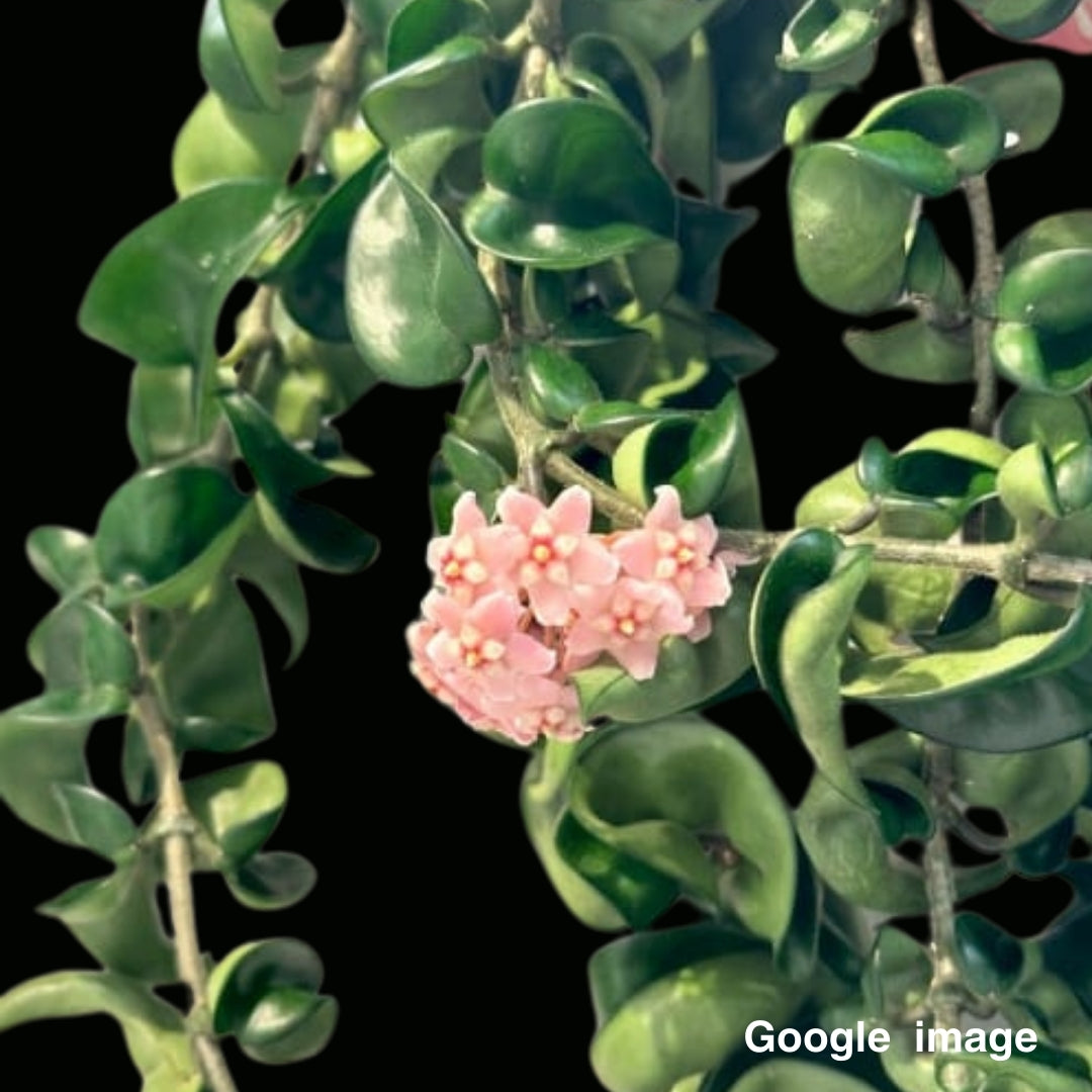 Hoya Compacta Large (PRE-ORDER)-JULY087