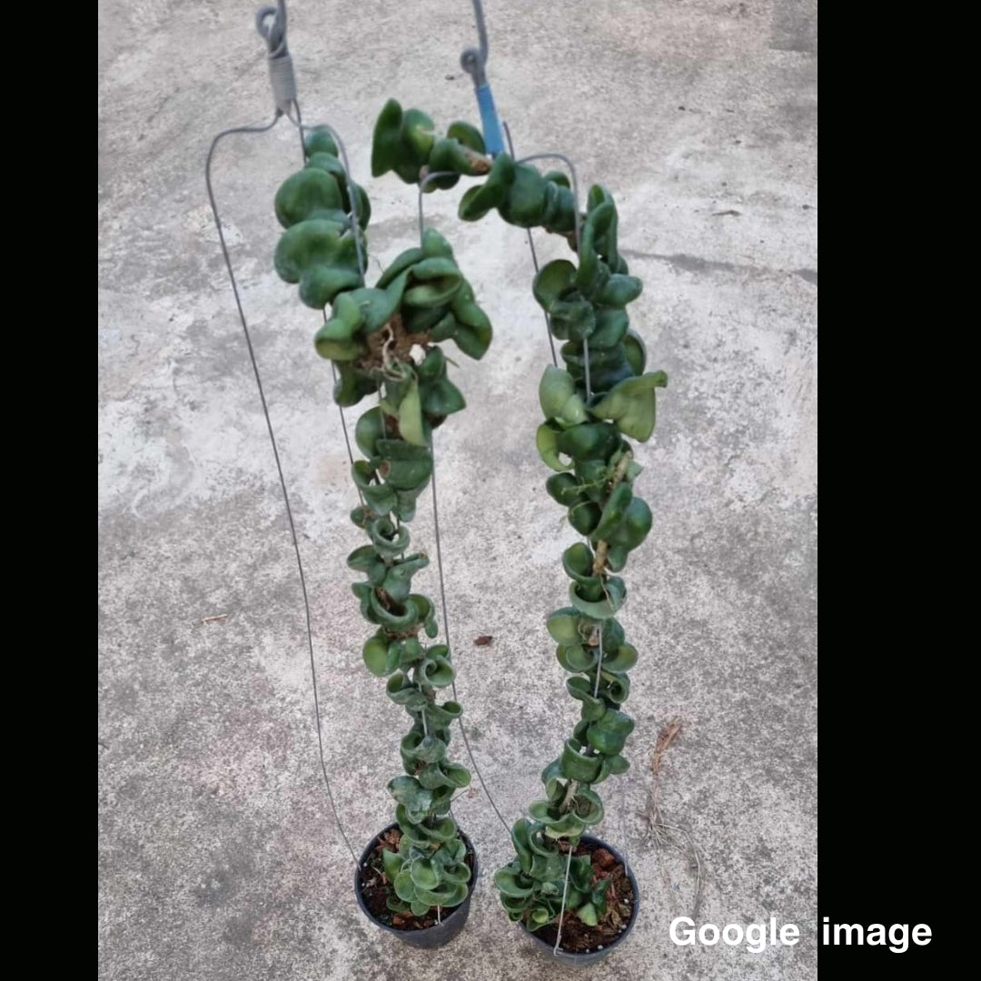 Hoya Compacta Large (PRE-ORDER)-JULY087