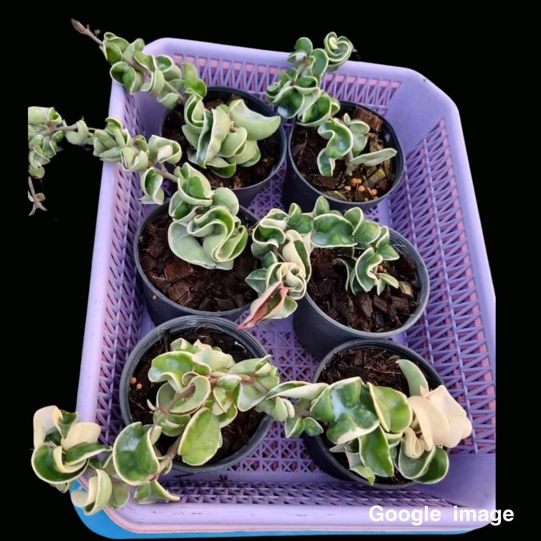 Hoya Compacta Albomarginata Medium (PRE-ORDER)-JULY088