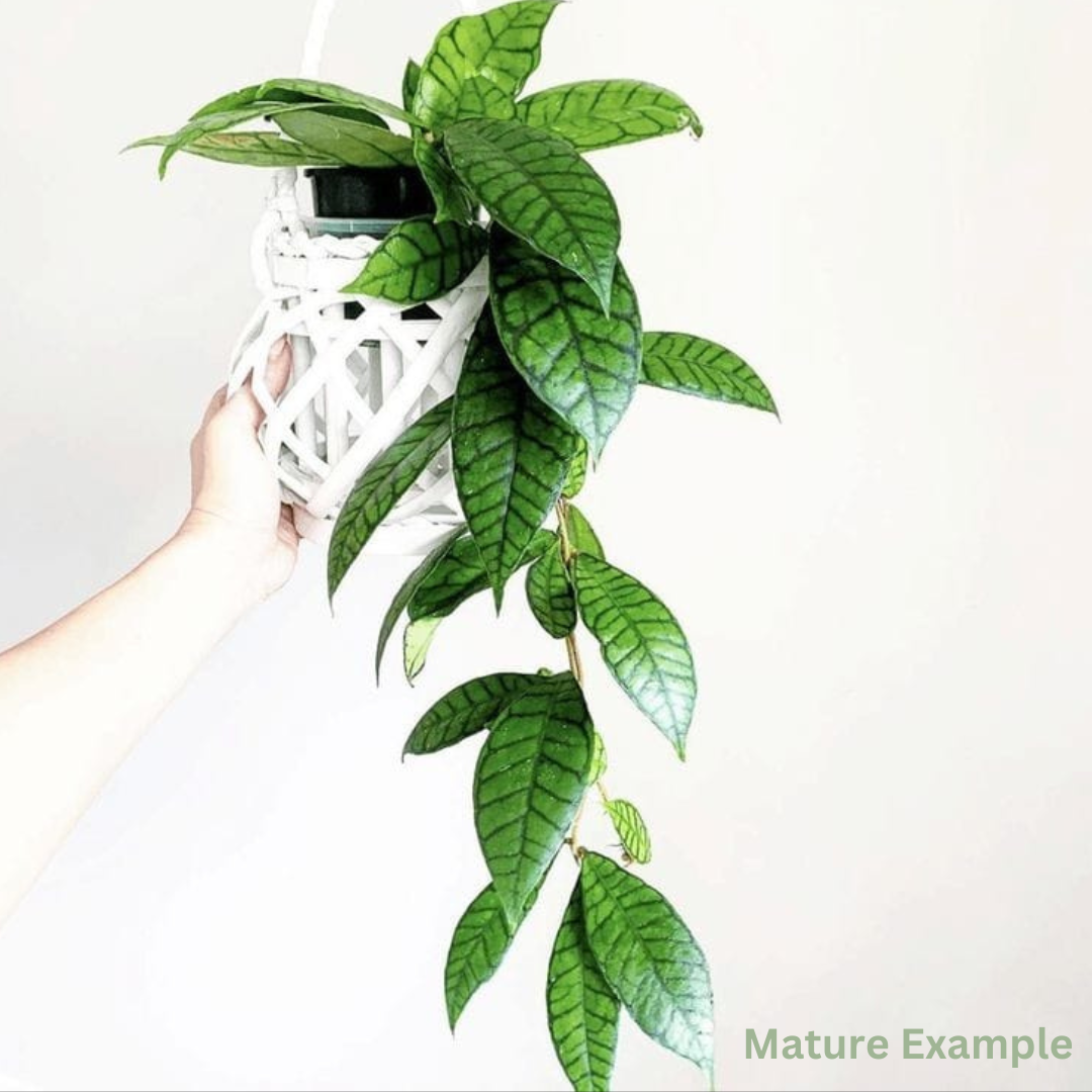 Hoya Callistophylla Long Leaves- (Large) PRE-ORDER-JULY83