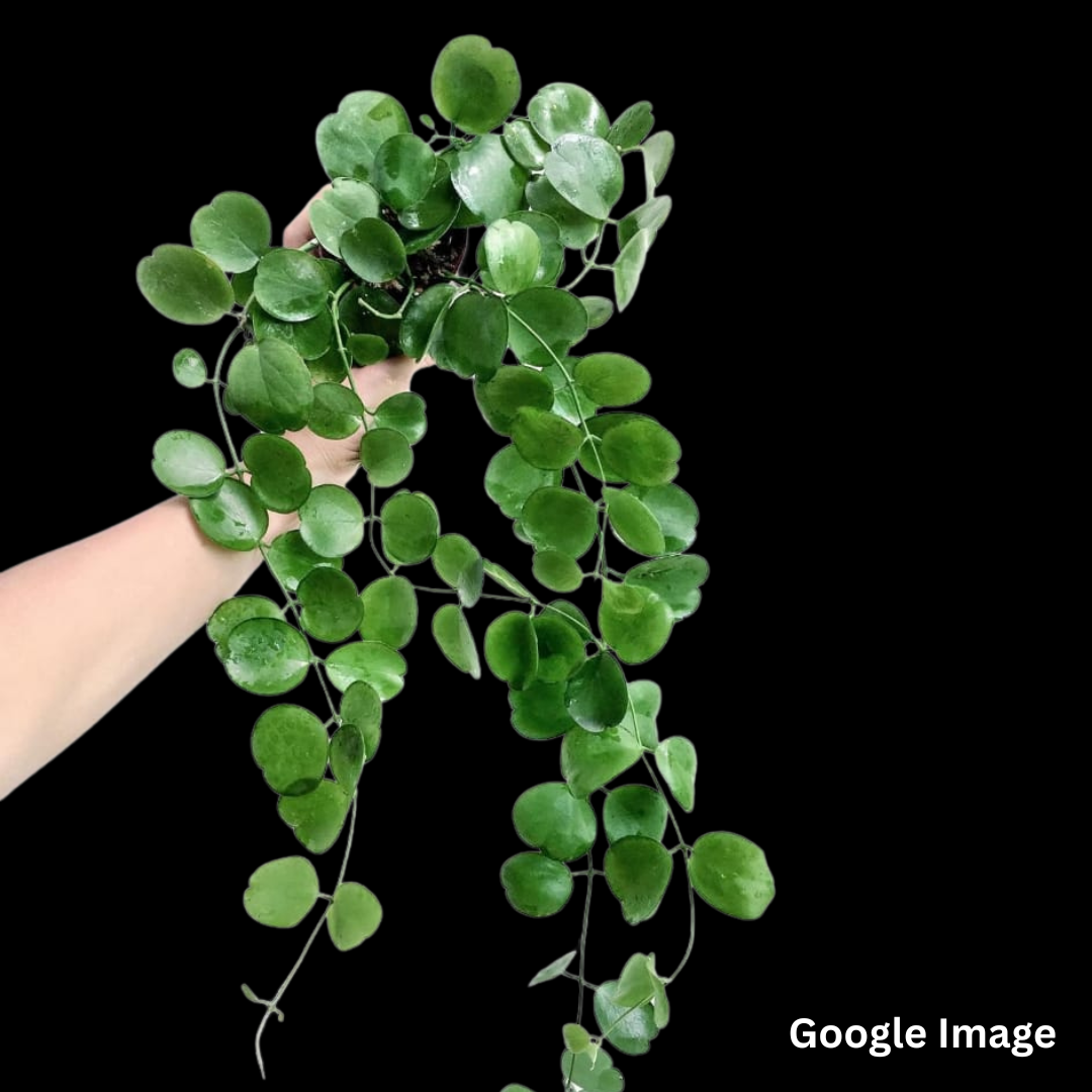 Dischidia Tonsuensis (PRE-ORDER)-JULY08