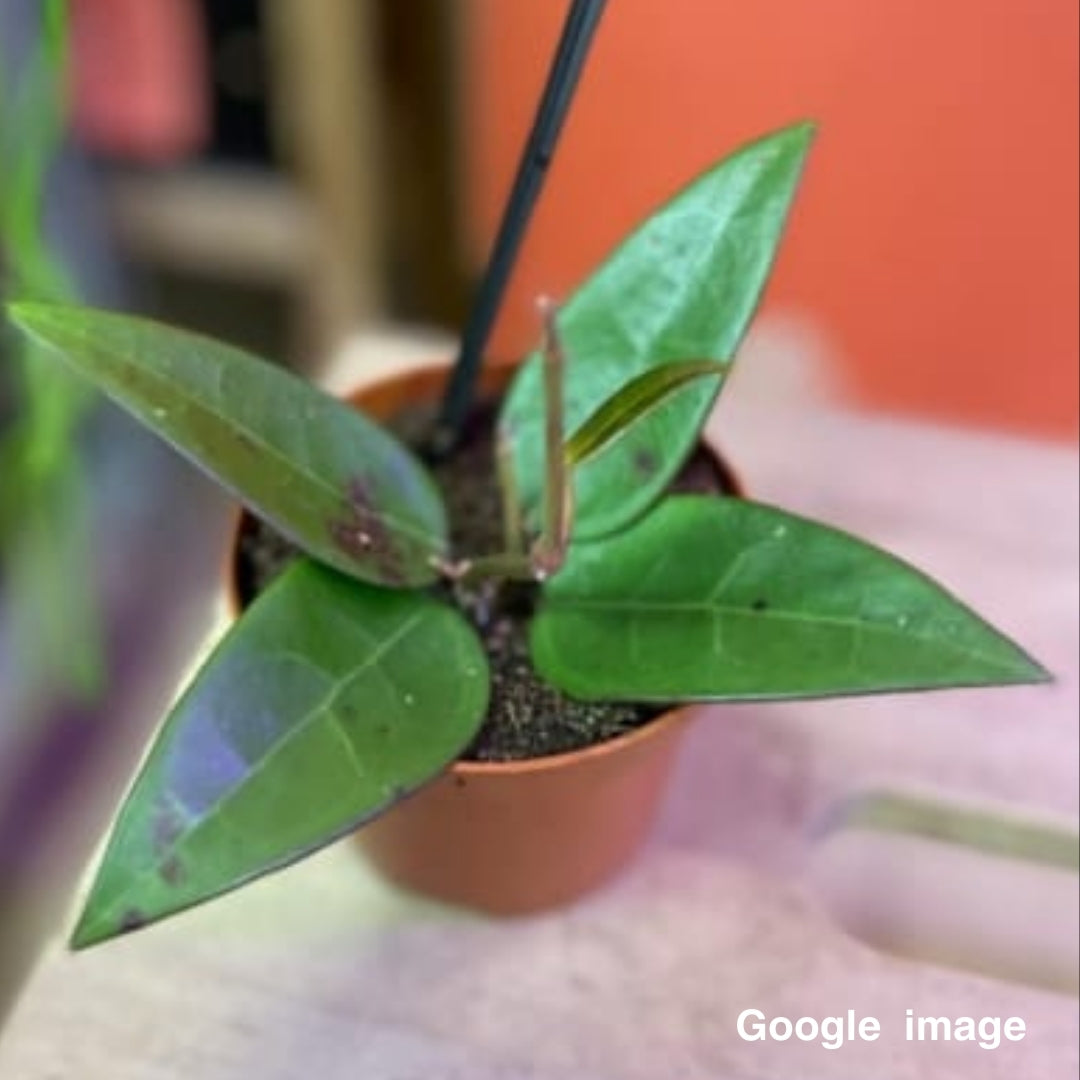 Hoya Acuta Spoon Leaves (Large) PRE-ORDER-JULY008